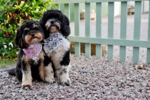 Dog friendly accommodation in Shropshire