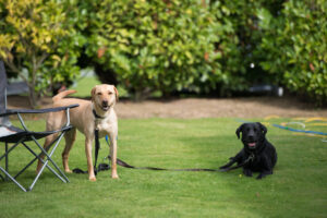 Dog friendly park at Morris Leisure