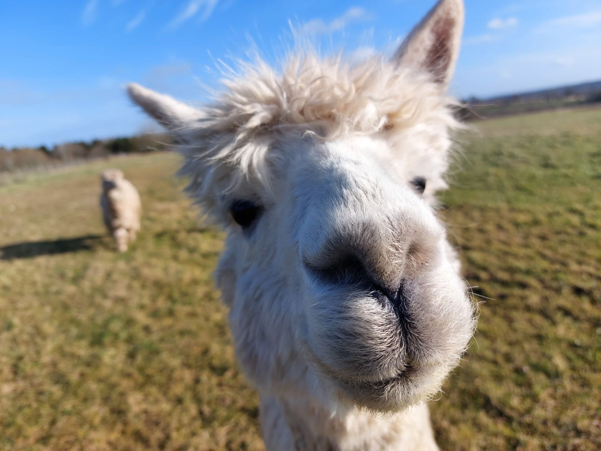 Picnic with the Alpacas in rural Shropshire!