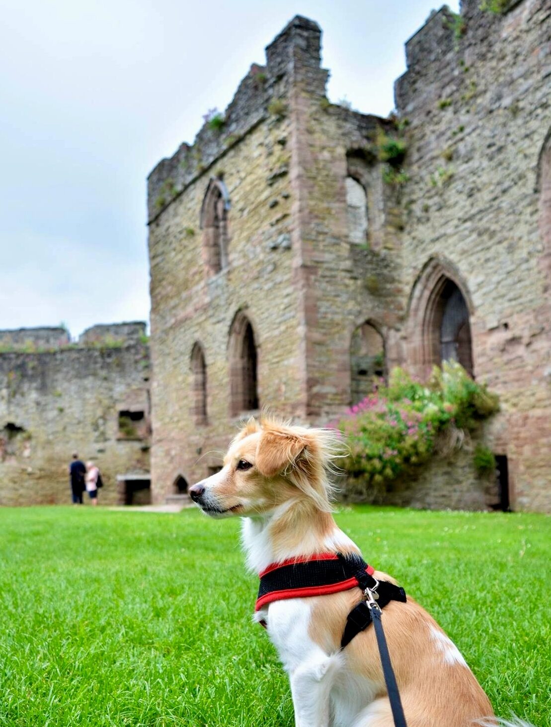 Dog Friendly areas in Shropshire